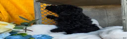 Toy Poodle dogs for sale: Blackie - Ad 5