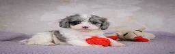 Cavapoo dogs for sale: Ruby - Ad 5
