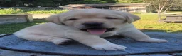 Labrador Retriever dogs for sale: Legend  - Ad 6