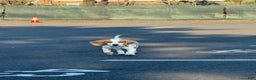 Beagle dogs for sale: Beagle Puppy 1 - Ad 1