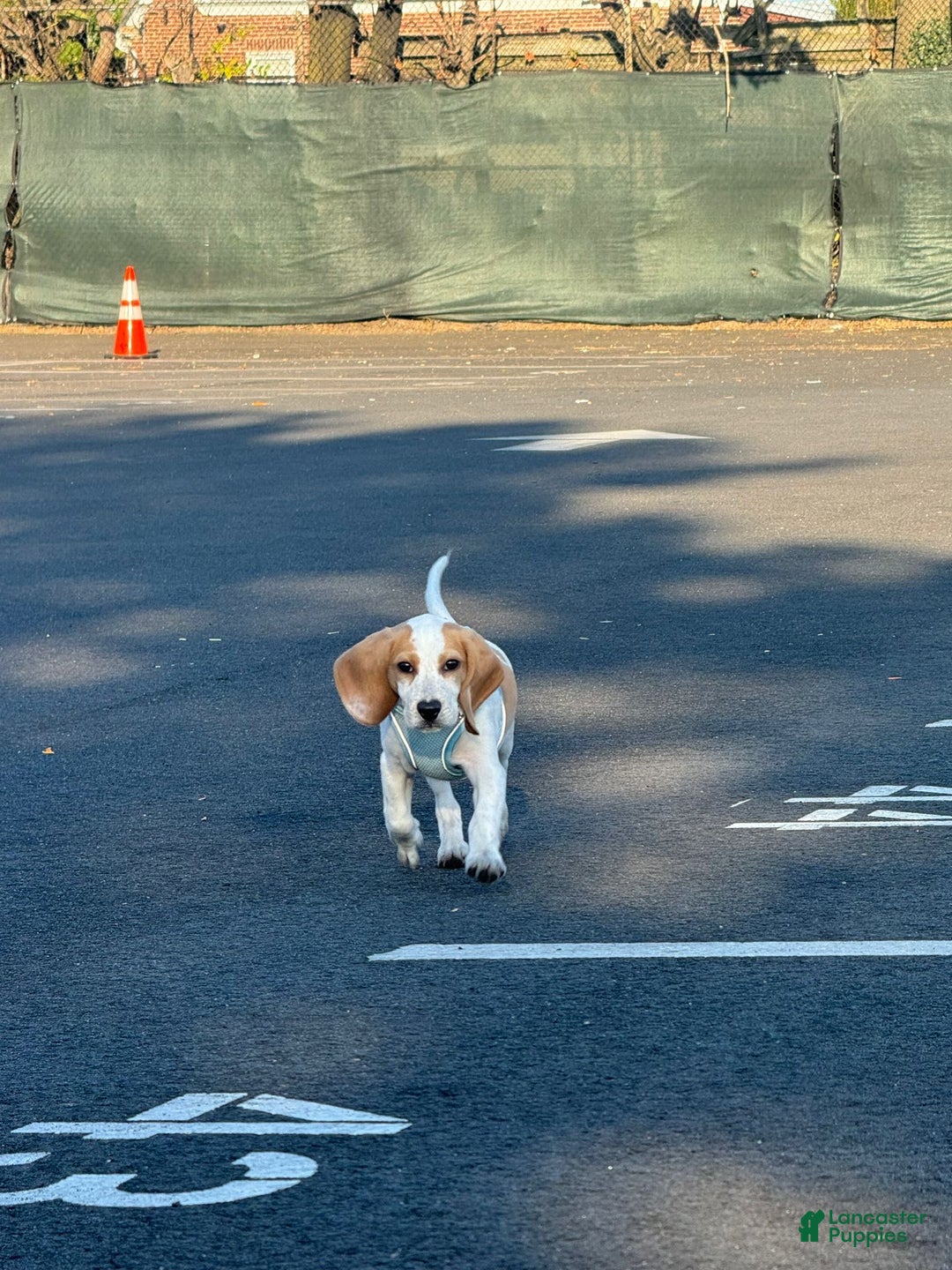 Beagle dogs for sale: Beagle Puppy 1 - Ad 1