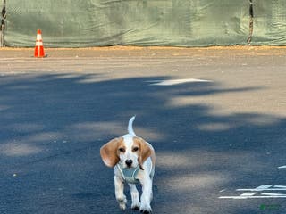 Beagle dogs Beagle Puppy 1 - Ad 21