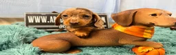 Miniature Dachshund dogs for sale: Champion bred import smooth dapple - Ad 7