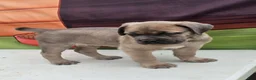 Cane Corso dogs for sale: COCO - Ad 18