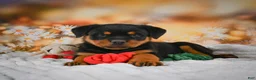 Rottweiler dogs for sale: Macy - Ad 9