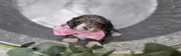 Miniature Dachshund dogs for sale: Bertha - Ad 6