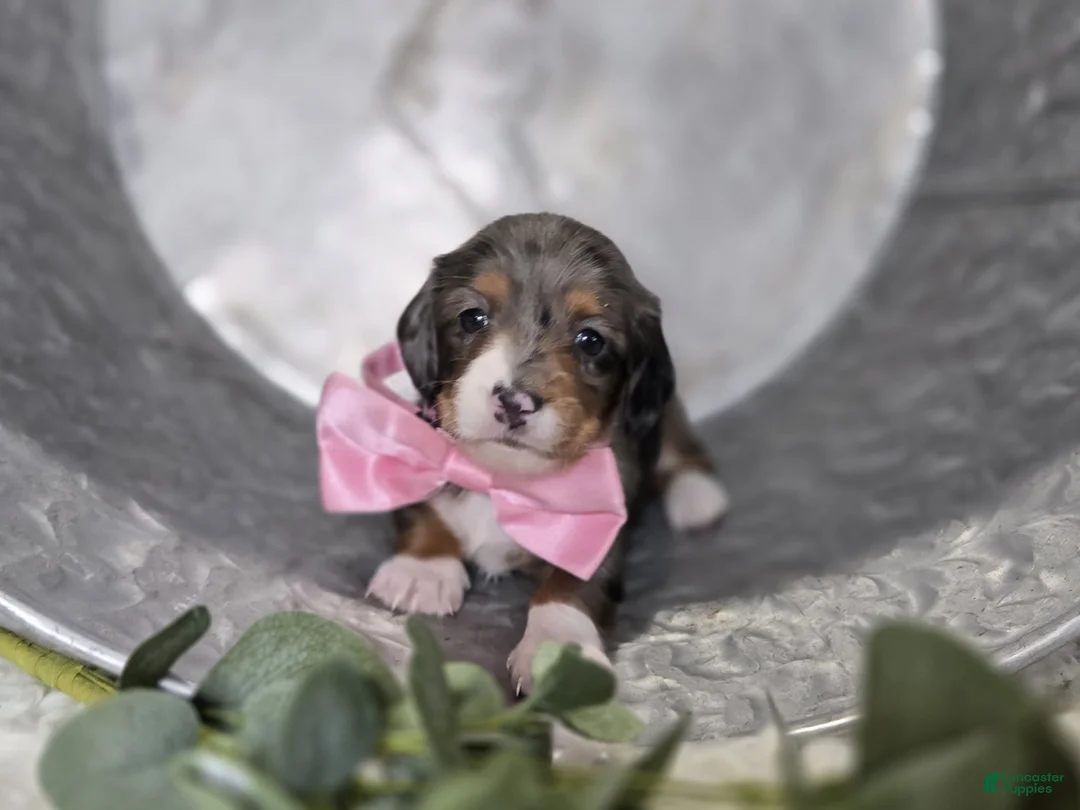 Miniature Dachshund dogs for sale: Bertha - Ad 6