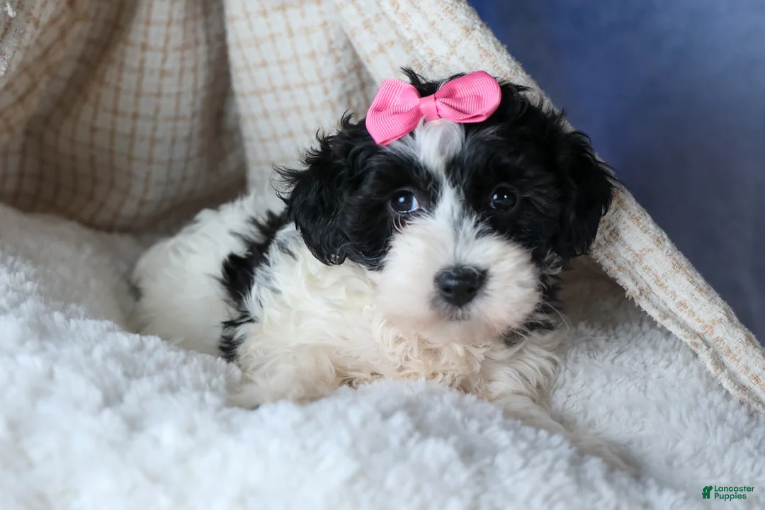 Havapoo dogs for sale: ELLIE - Ad 14