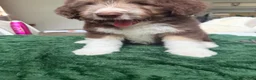 Aussiedoodle dogs for sale: Aussiedoodle 4 - Ad 4
