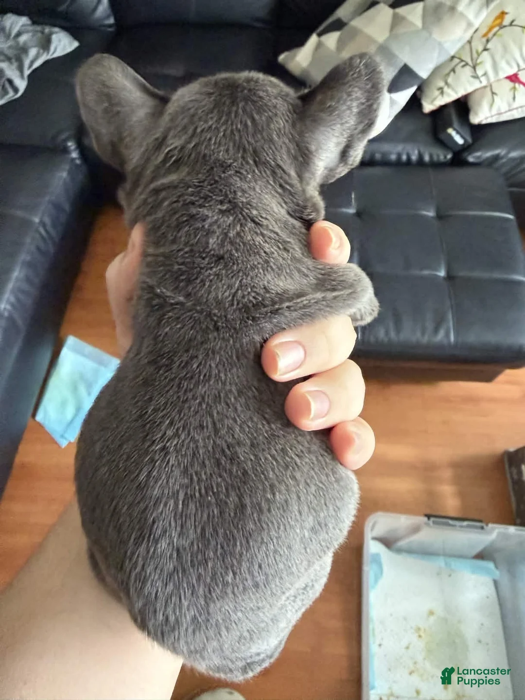 French Bulldog dogs for sale: Gremlina - Ad 2