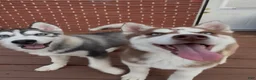 Siberian Husky dogs for sale: Zaiden - Ad 8