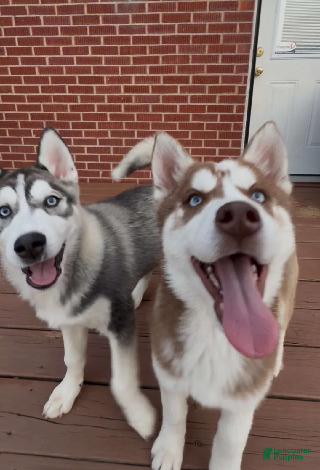 Siberian Husky dogs for sale: Zaiden - Ad 8