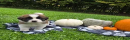Saint Bernard dogs for sale: Avalanche - Ad 3