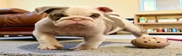 English Bulldog dogs for sale: Romeo - Ad 4