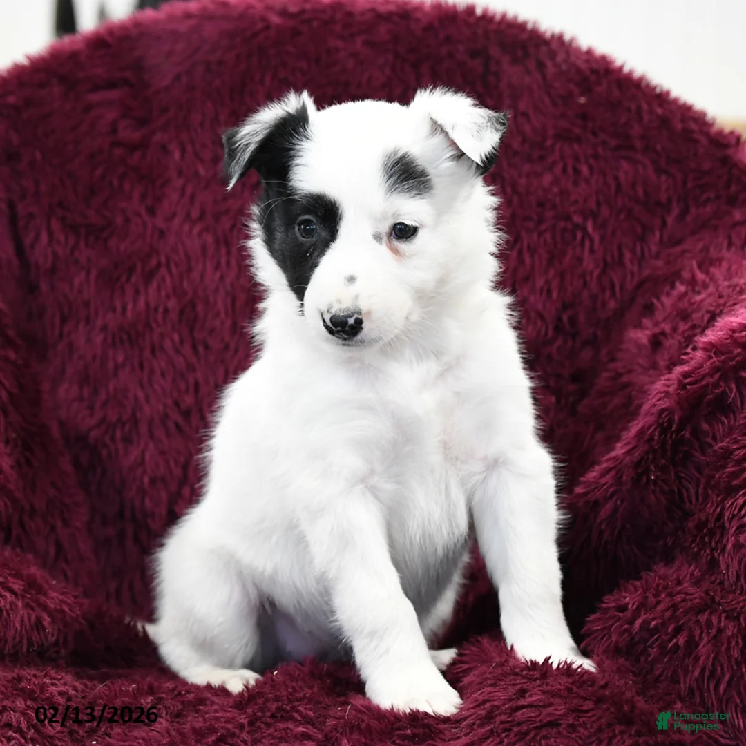 Border Collie dogs for sale: Dottie - Ad 3
