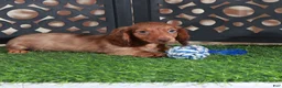 Miniature Dachshund dogs for sale: Beanie Adorable ACA Mini Dachshund Puppy - Ad 4