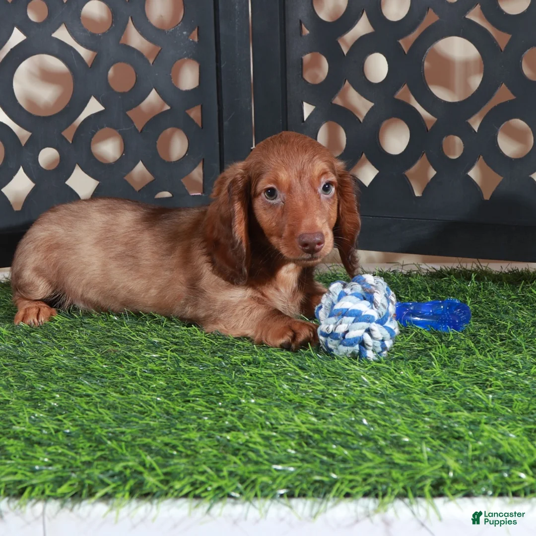 Miniature Dachshund dogs for sale: Beanie Adorable ACA Mini Dachshund Puppy - Ad 4