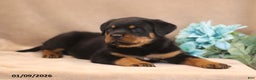 Rottweiler dogs for sale: Toby - Ad 3