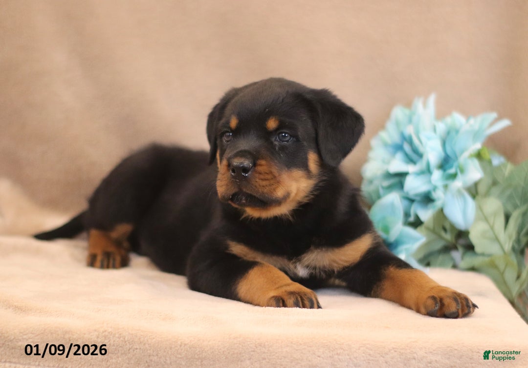 Rottweiler dogs for sale: Toby - Ad 3