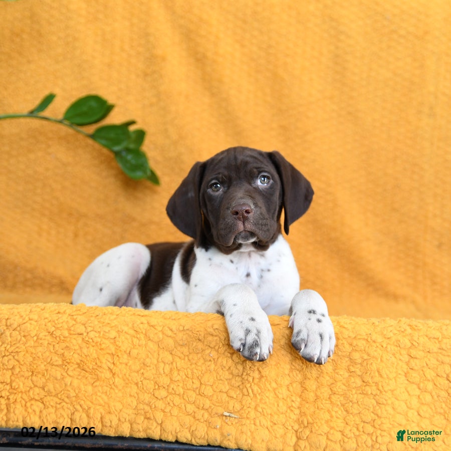 German Shorthaired Pointer dogs Brandy - Ad 2