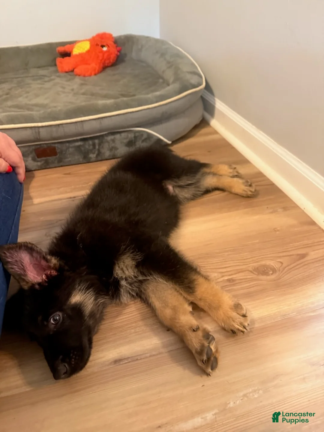 German Shepherd dogs for sale: Usop - Ad 6