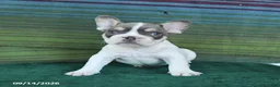 French Bulldog dogs for sale: Oliver - Ad 3