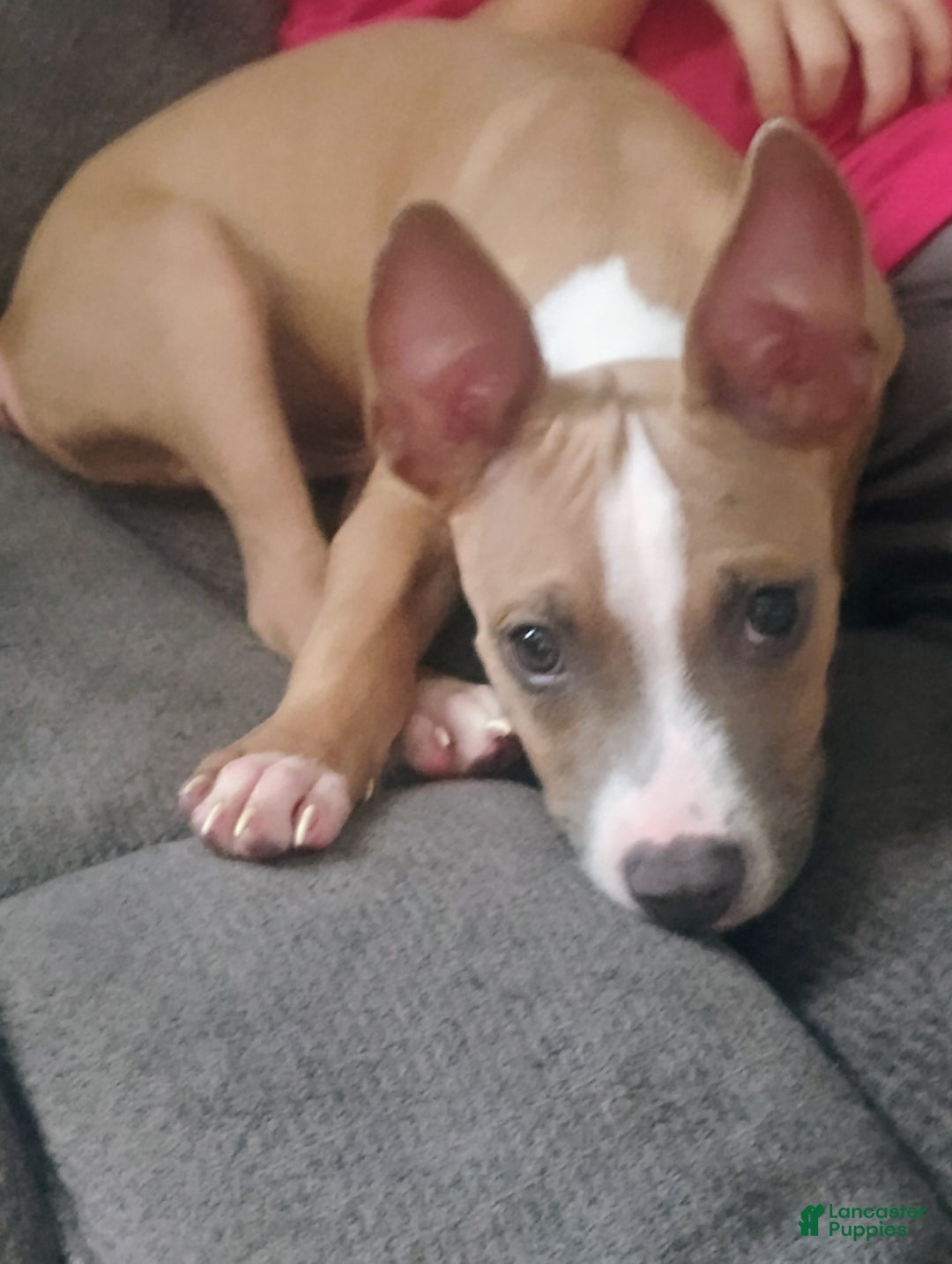 American Pit Bull Terrier dogs for sale: American Pitbull Terrior - Ad 4