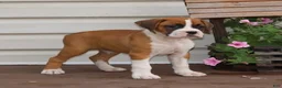 Boxer dogs for sale: Paisley - Ad 2