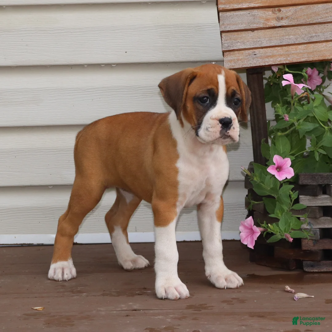Boxer dogs for sale: Paisley - Ad 2