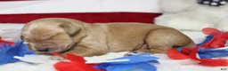 Golden Retriever dogs for sale: Brioche  - Ad 11