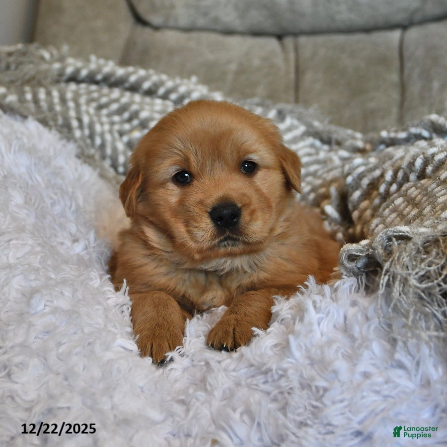 Golden Retriever dogs Sir Bentley - Ad 13