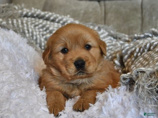 Golden Retriever dogs Sir Bentley - Ad 13