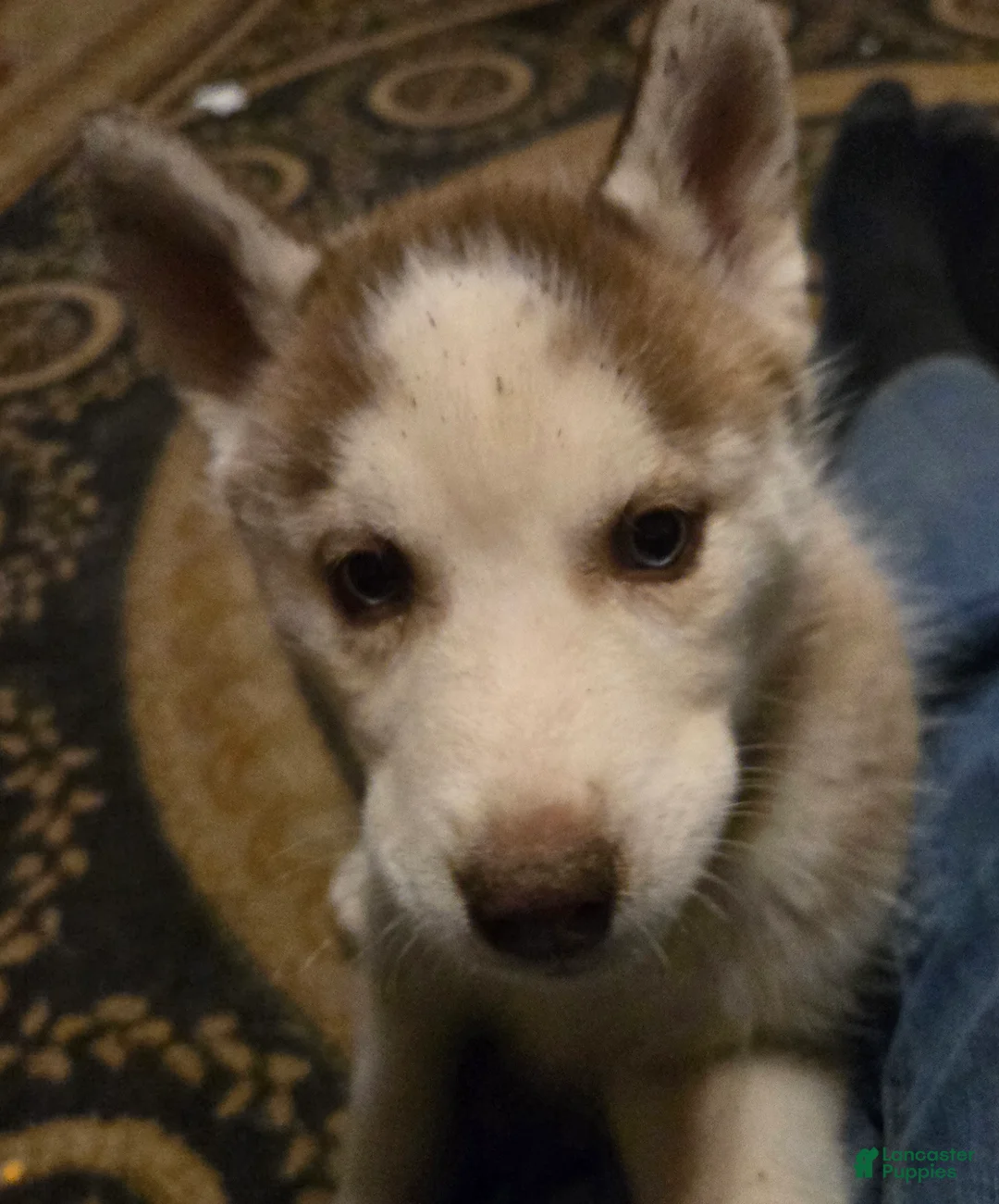 Siberian Husky dogs for sale: Felicia - Ad 4
