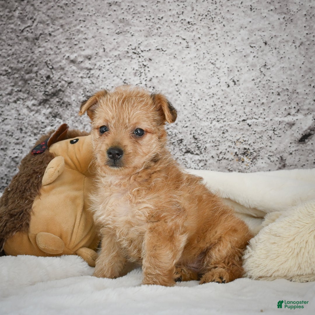 Yorkiepoo dogs for sale: Ollie - Ad 4