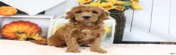 Mini Goldendoodle dogs for sale: Leo - Ad 3