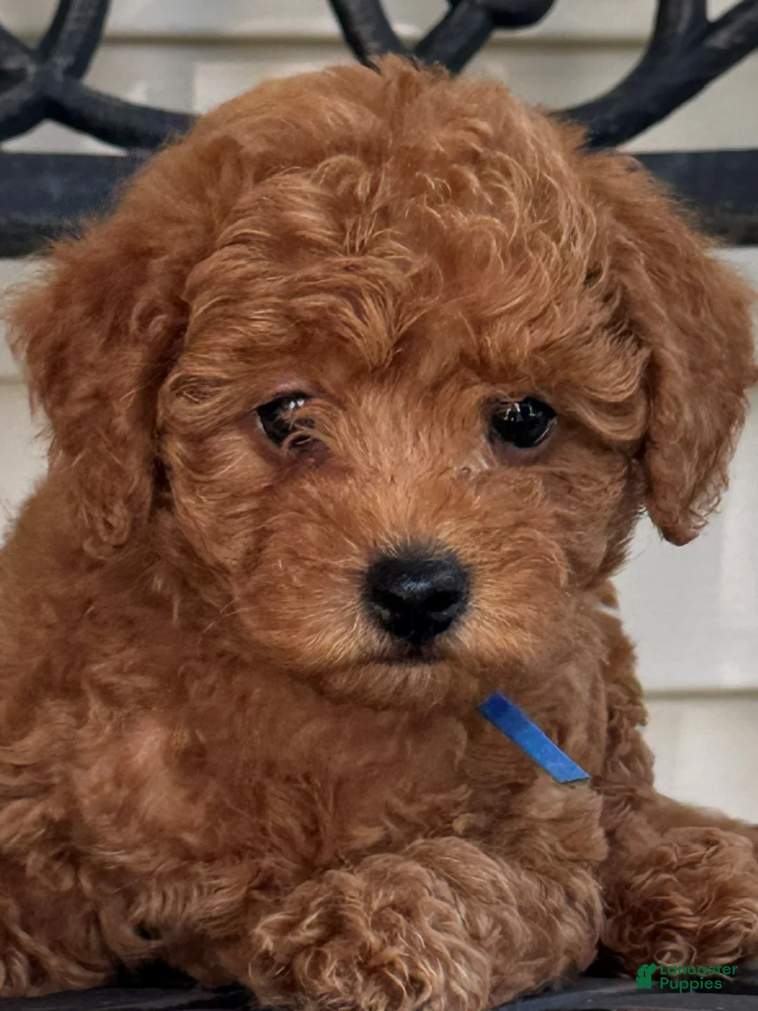 Miniature Labradoodle dogs for sale: Finn - Ad 1