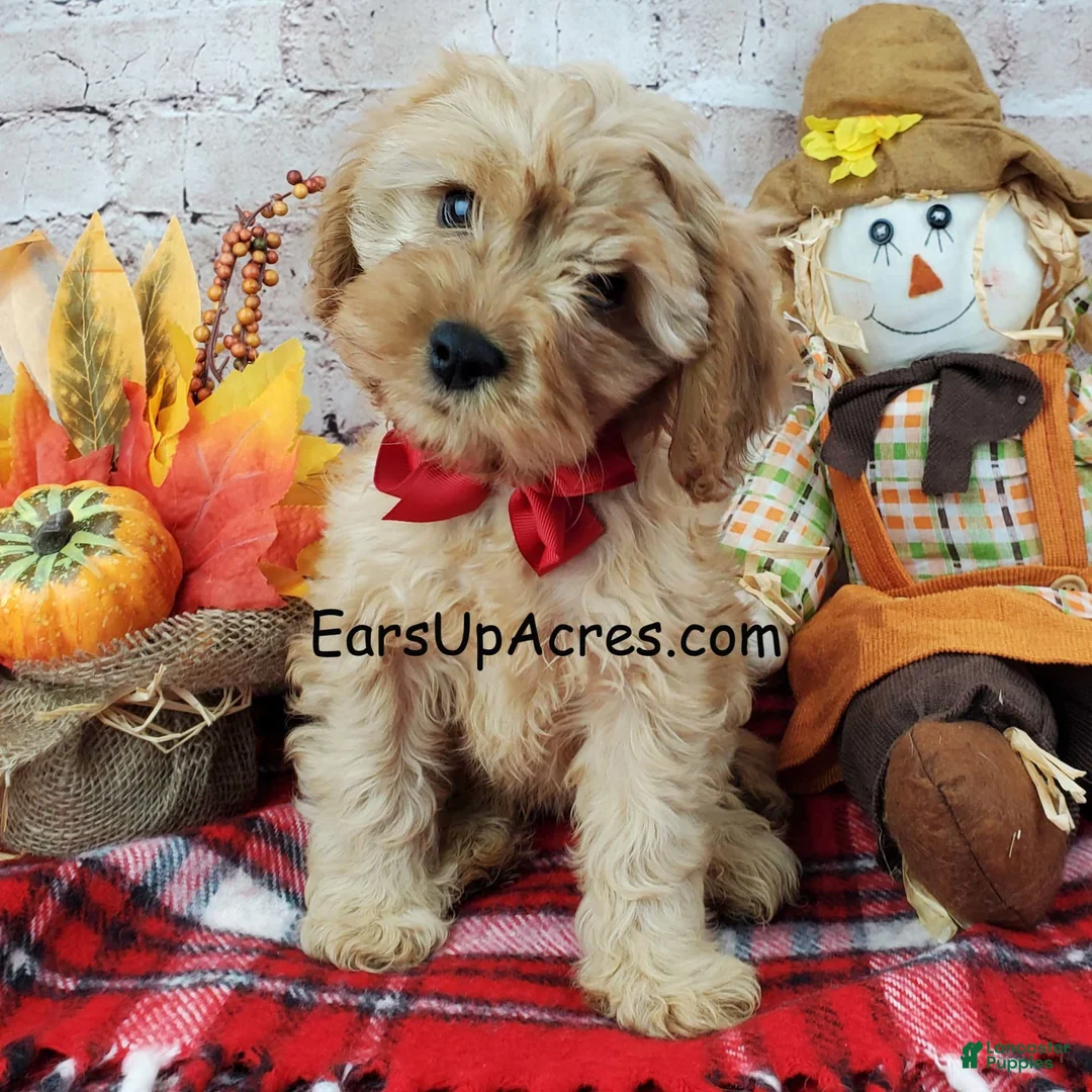 Gallery Image {{count}}