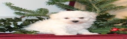 Bichon Frise dogs for sale: Dolly - Ad 2