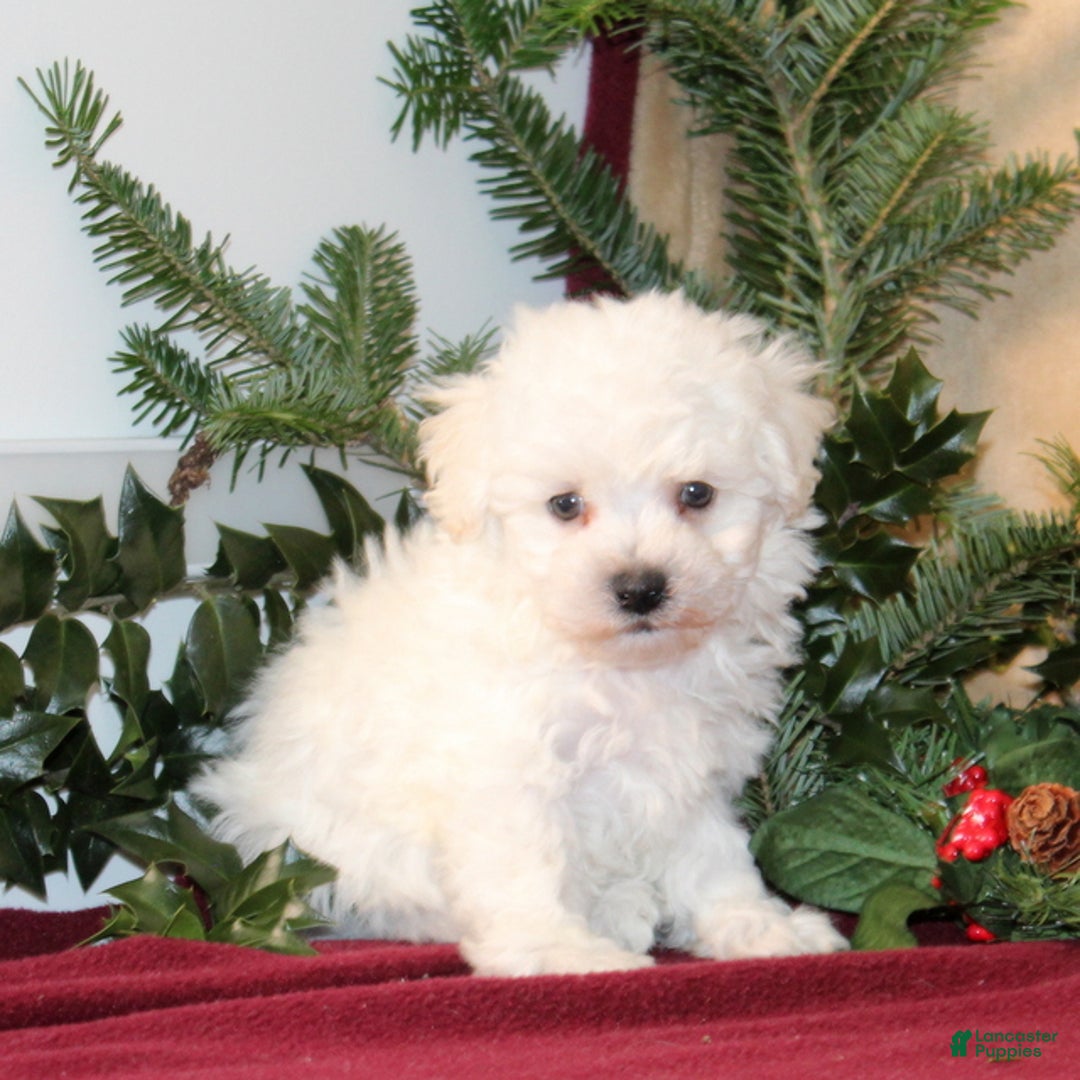 Bichon Frise dogs for sale: Dolly - Ad 2