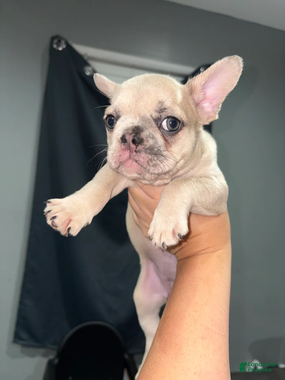 French Bulldog dogs for sale: Nyla  - Ad 6