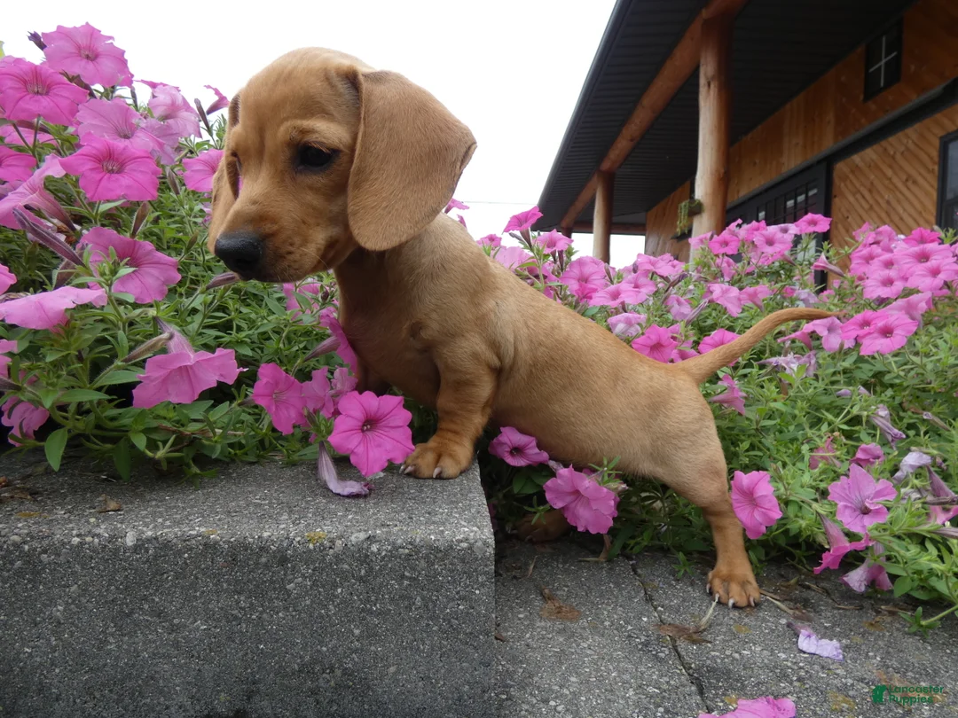 Miniature Dachshund dogs for sale: Miniature Dachshund 1 Molly - Ad 2