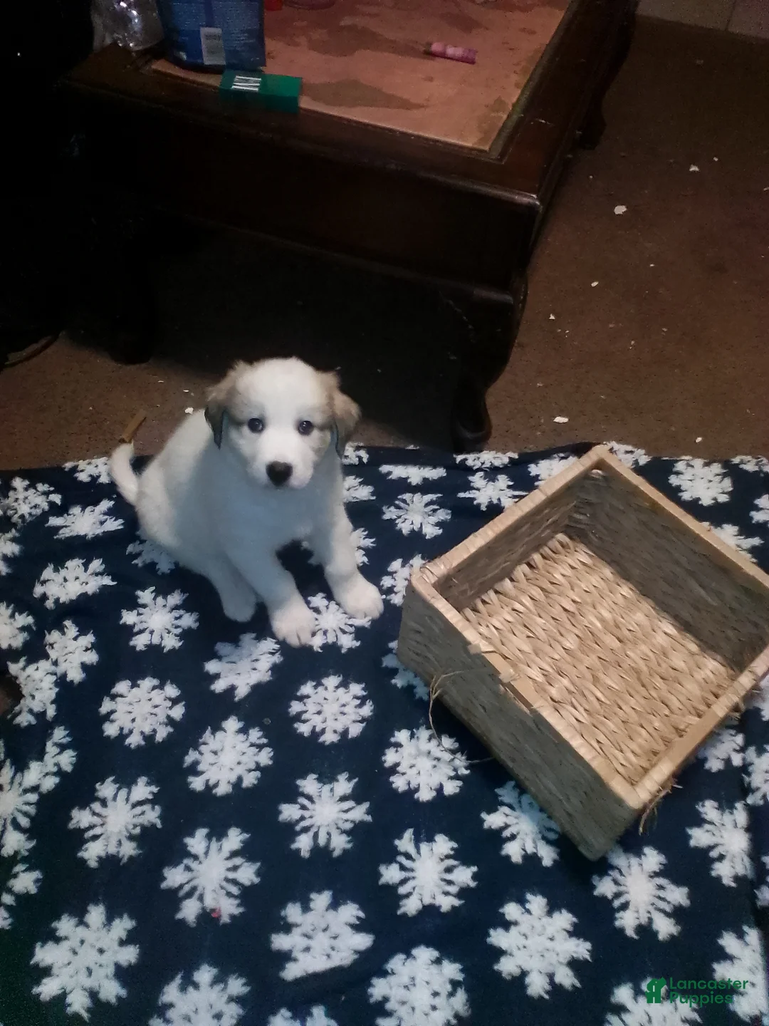 Mixed Breed dogs for sale: Mixed Breed Puppy 1 - Ad 15