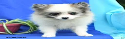Pomeranian dogs for sale: Mable - Ad 5