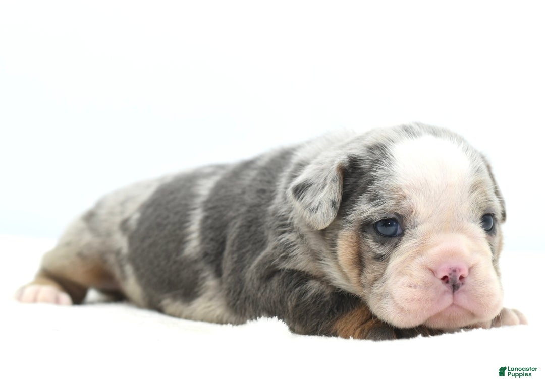 Mixed Breed dogs for sale: Aqua blue koi  - Ad 18