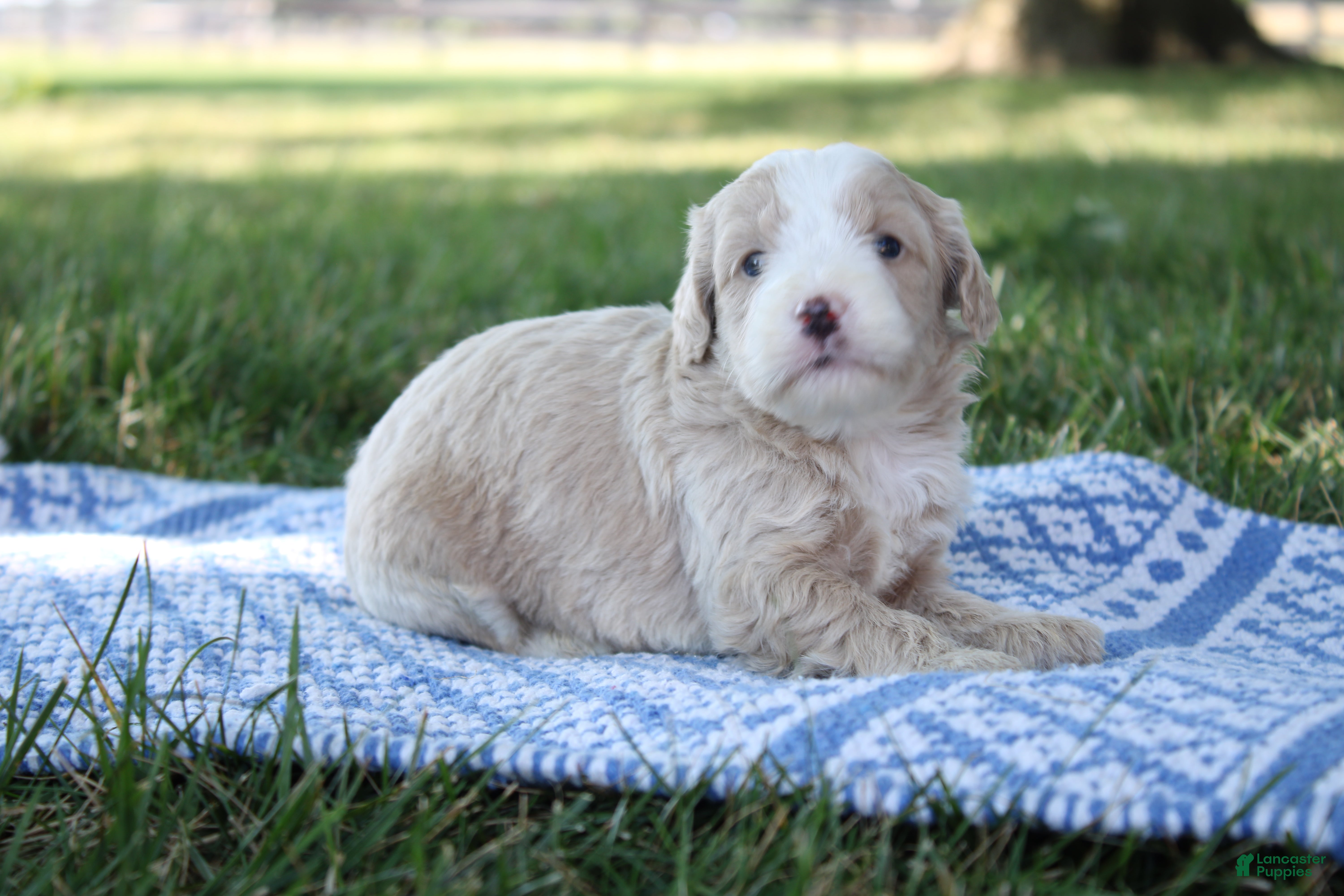 Mini Goldendoodle dogs Vinnie - Ad 1