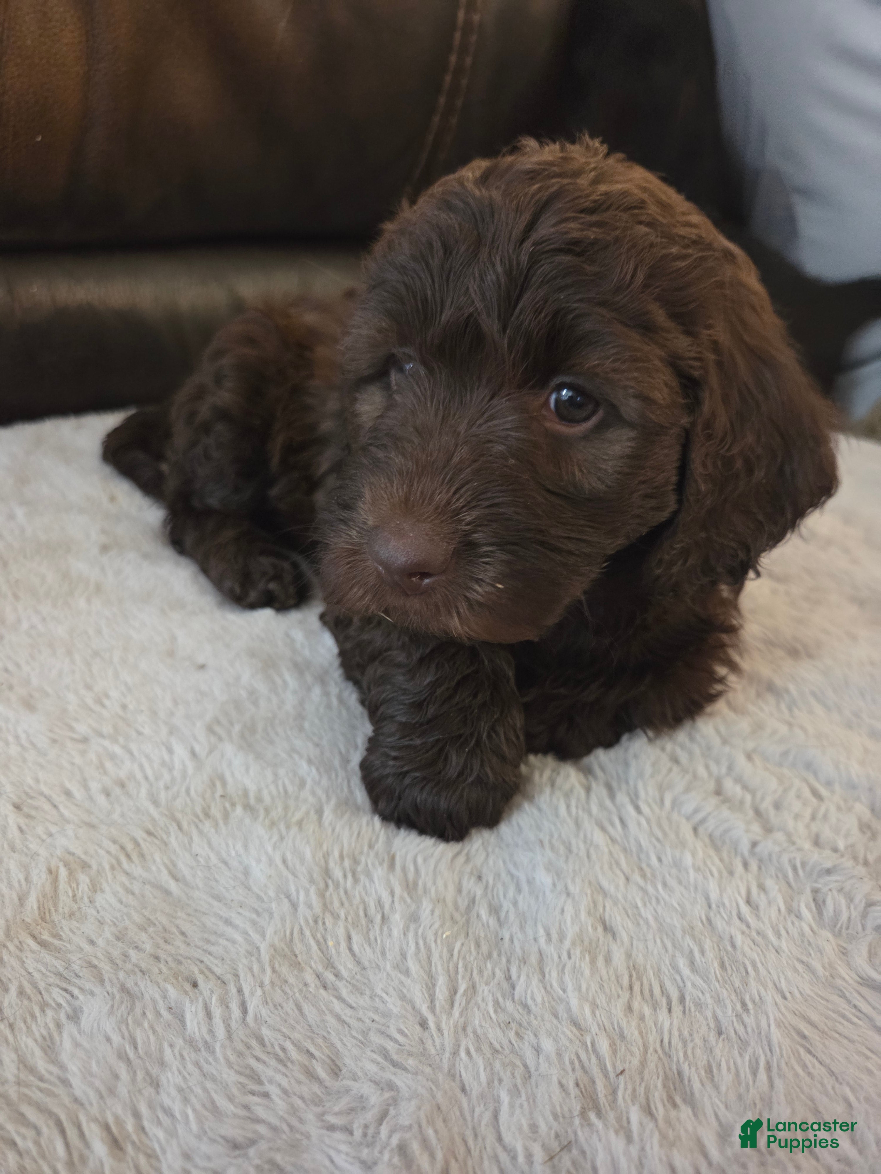 Mixed Breed dogs Betty - Ad 26