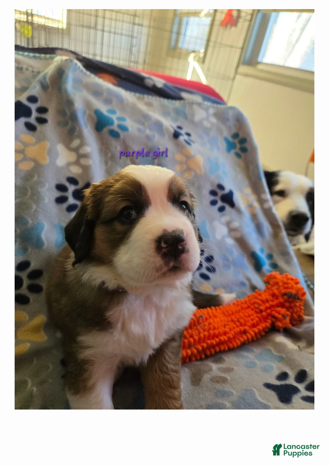 Mixed Breed dogs for sale: Princess - Ad 9