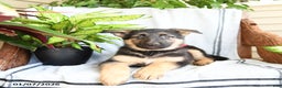 German Shepherd dogs for sale: Nina - Ad 3