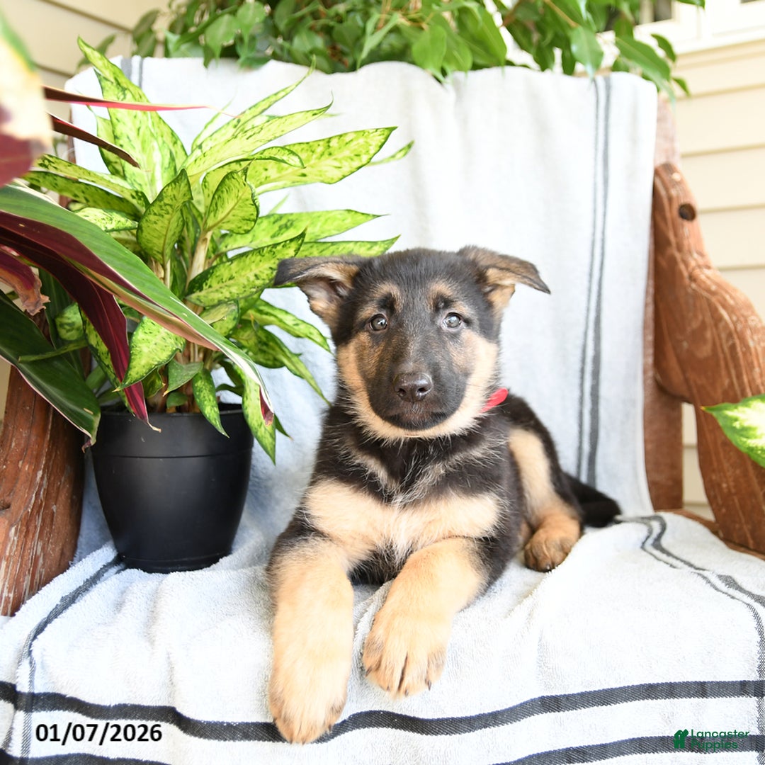 German Shepherd dogs for sale: Nina - Ad 3