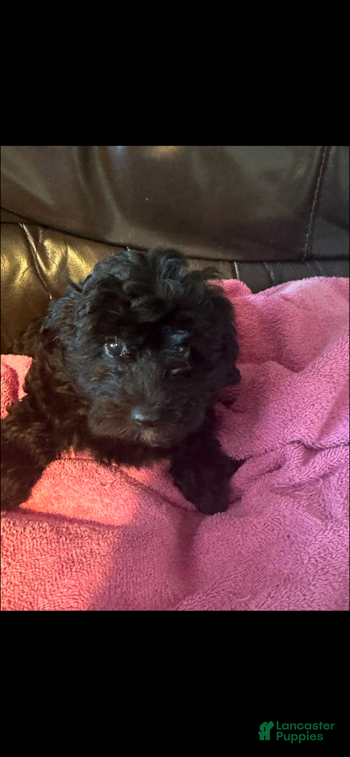 Yorkiepoo dogs Teacup Princess - Ad 1